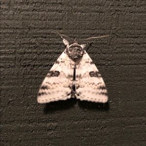 Meet your Posher, Pam